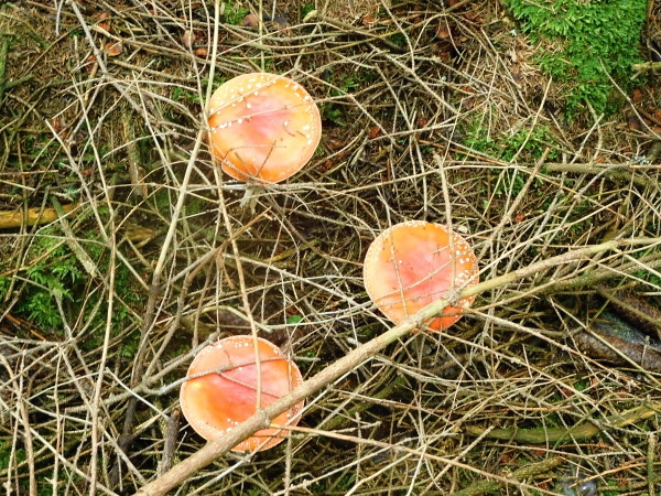 Hříbkyy (5)